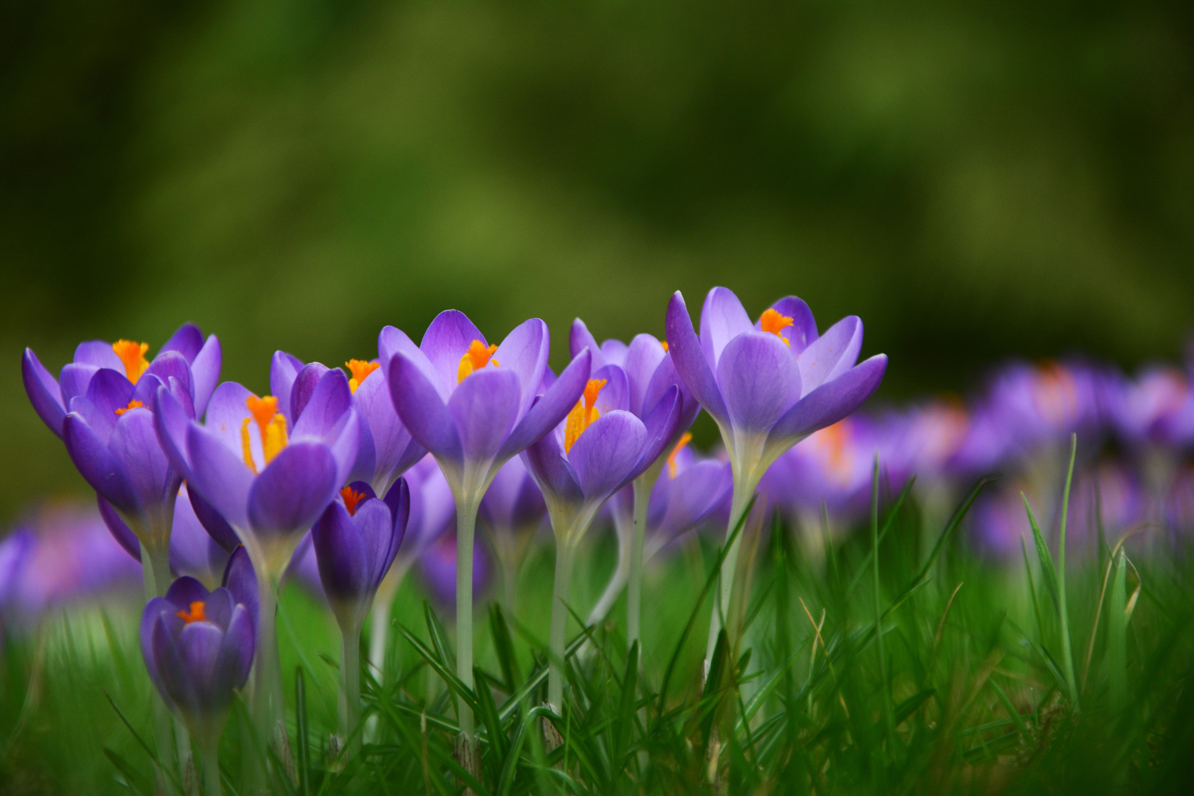 Violet Flowers in the Wild